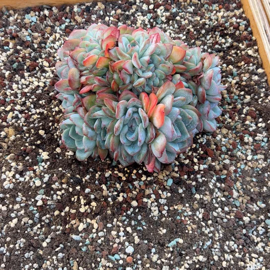 栗***.泡芙缀化多肉植物