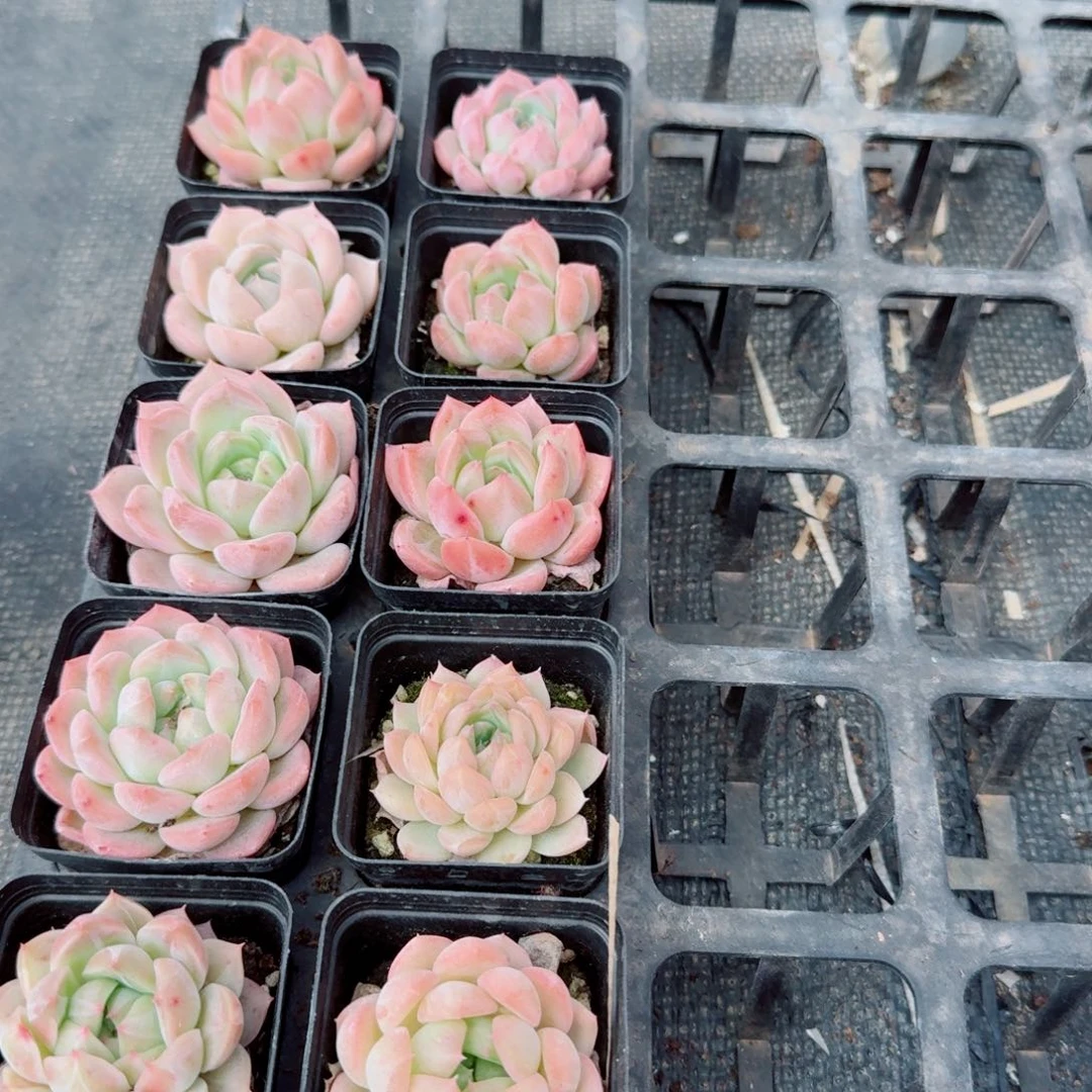 节日福利十棵珍妮量拍11-41