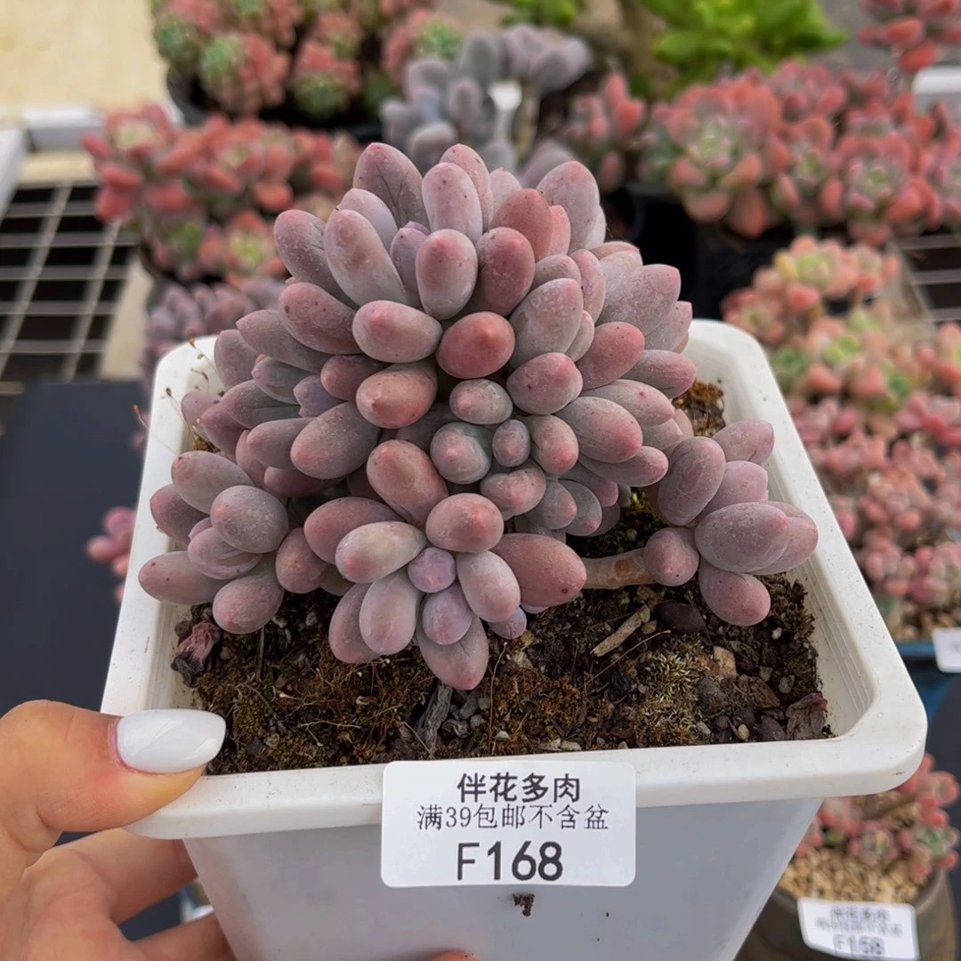168-汤圆多肉10cm