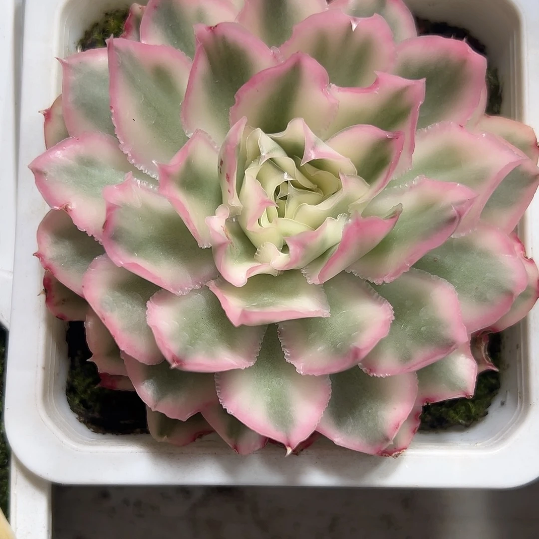 紫蝴蝶锦多肉植物