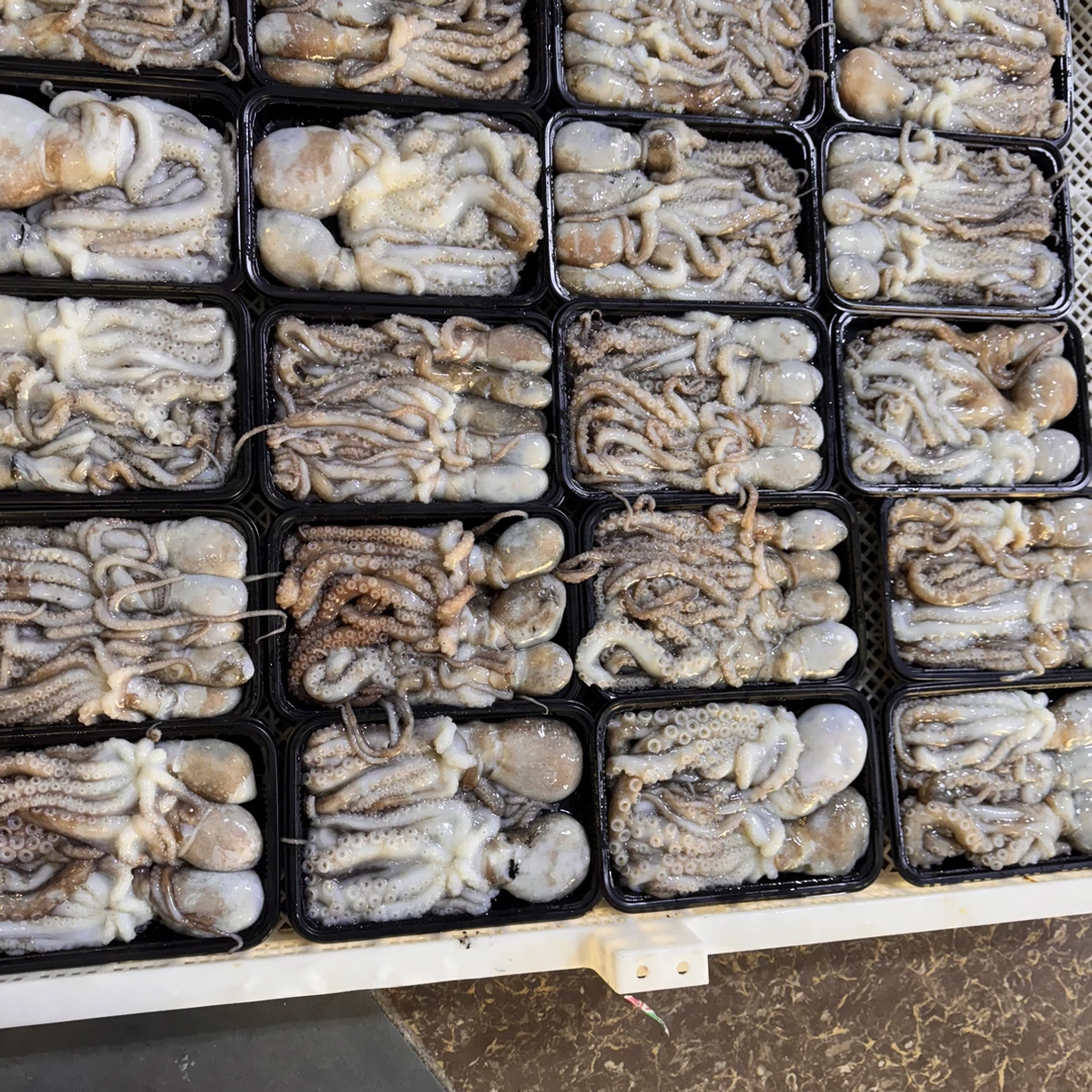 东海野生新鲜活速冻八爪鱼