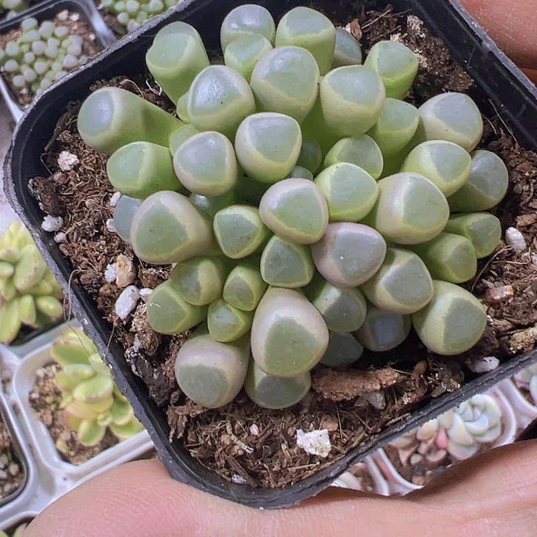 五十铃玉带盆带土19包邮