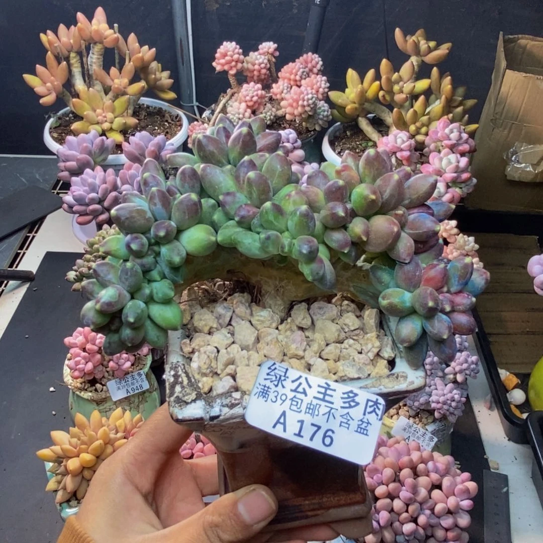 176香蕉树缀多肉10c m