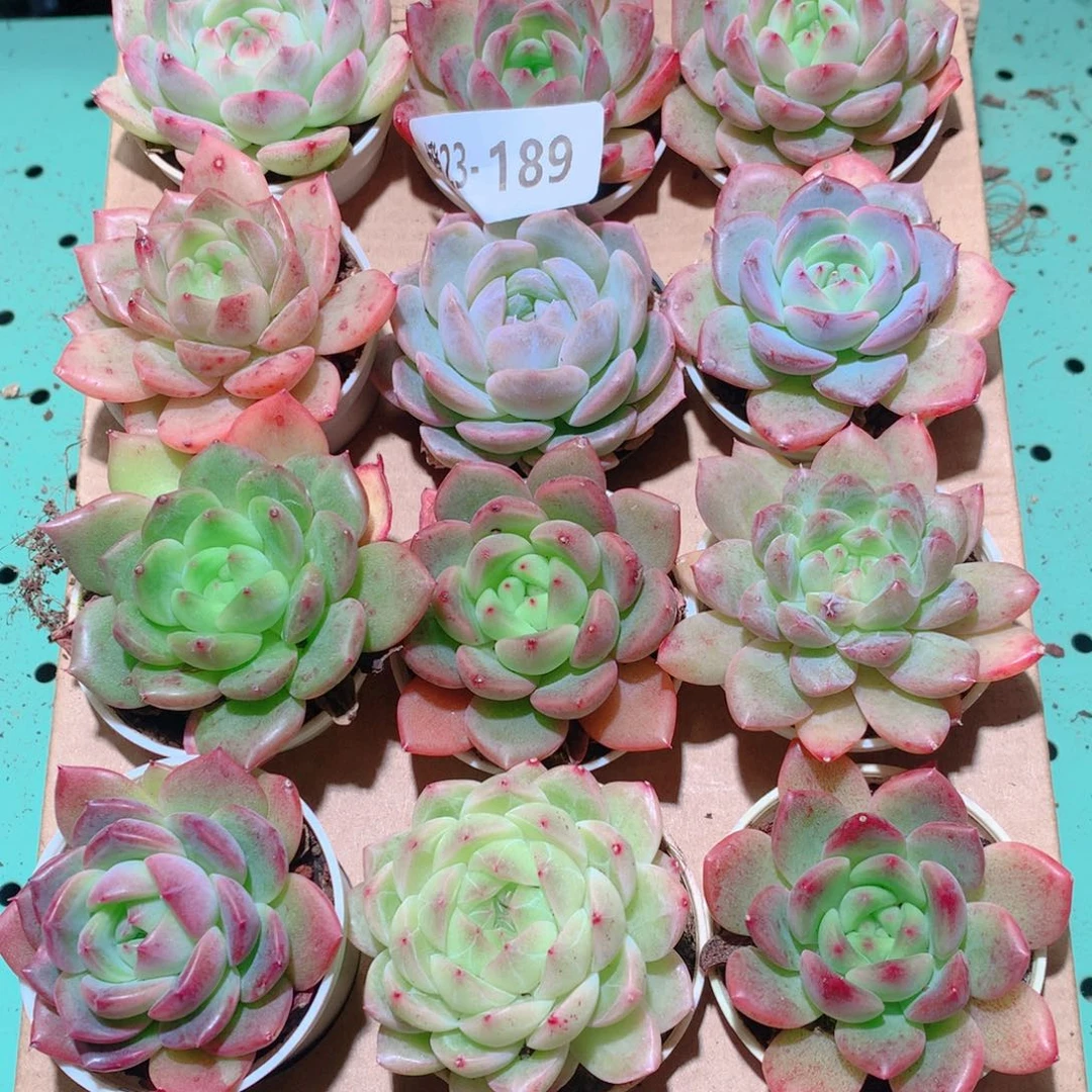 23-189一物一拍多肉带盆18颗