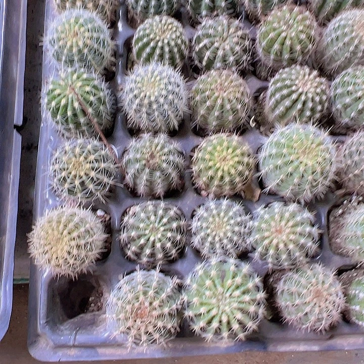 穴盘球2个19包邮多肉植物