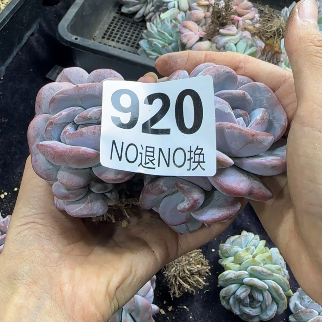 星影两颗一物一拍920