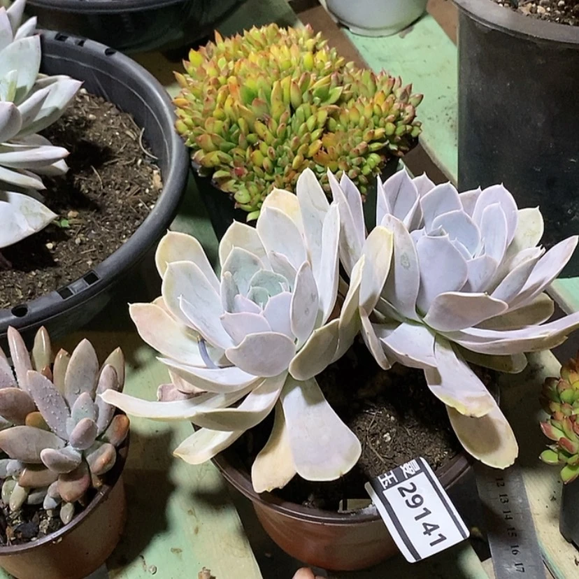 【闪购商品】寒**弃圣卡29141