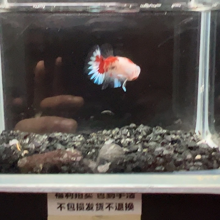 斗鱼一单包邮14日32