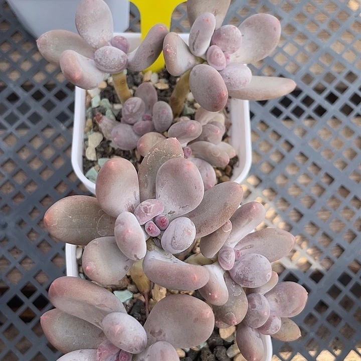 加菲猫多肉植物群生161
