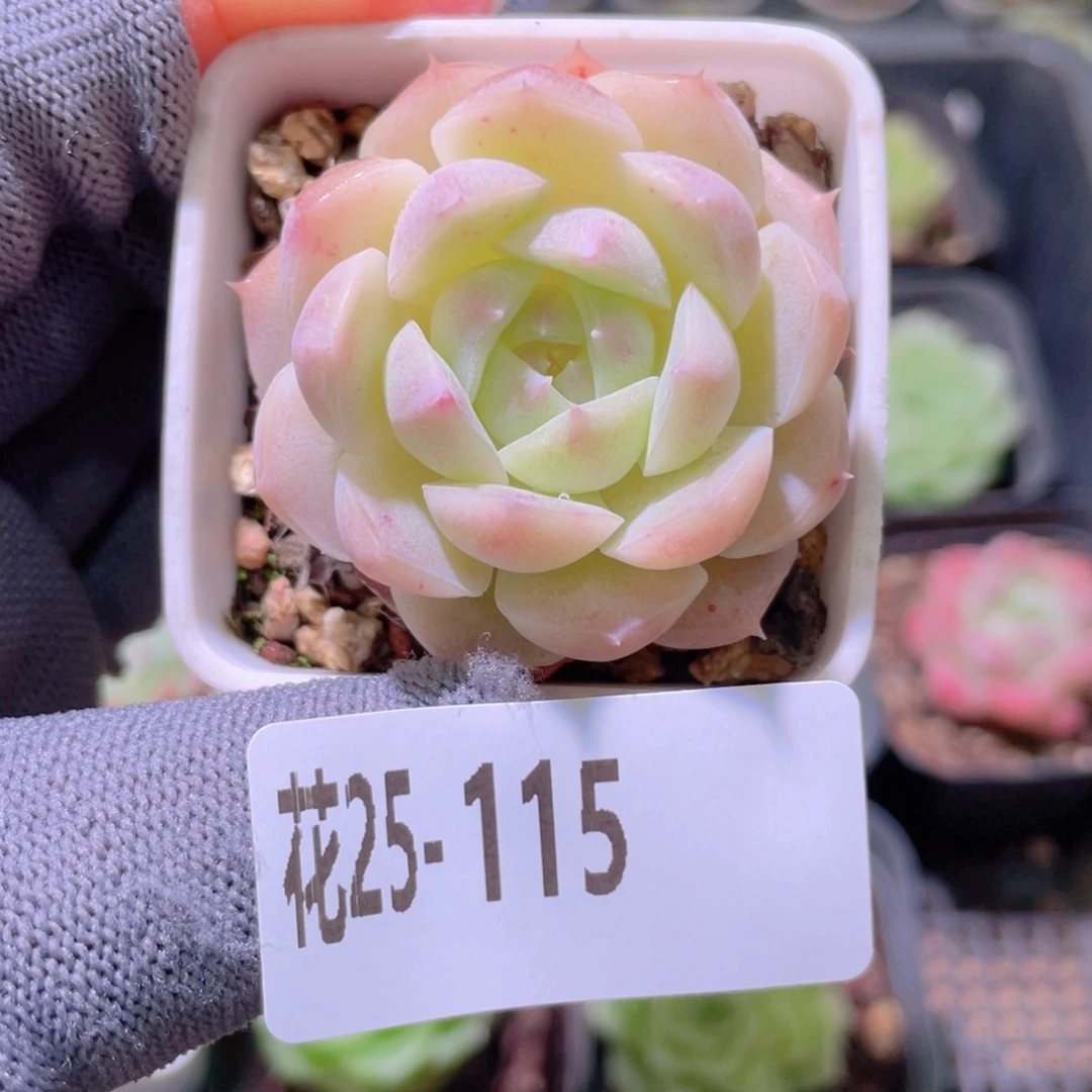 花利美25-115美瞳