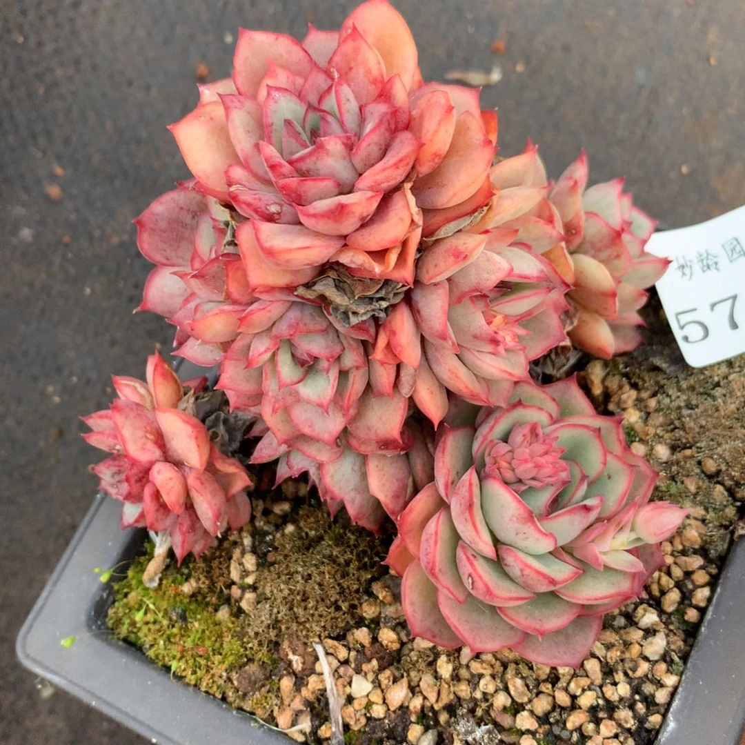 5760杂交精品基地9厘米