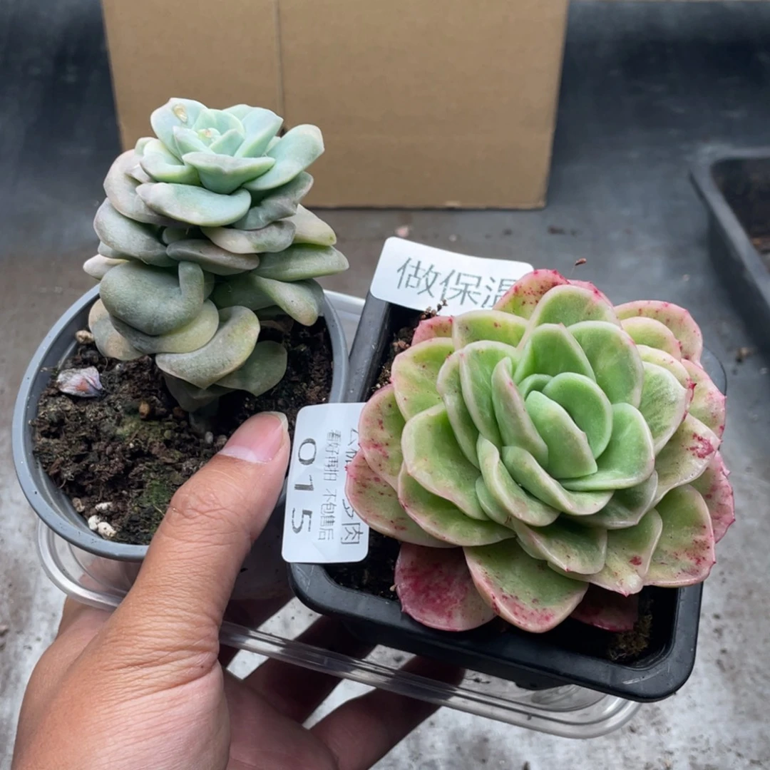 七***吗云糖心多肉植物15