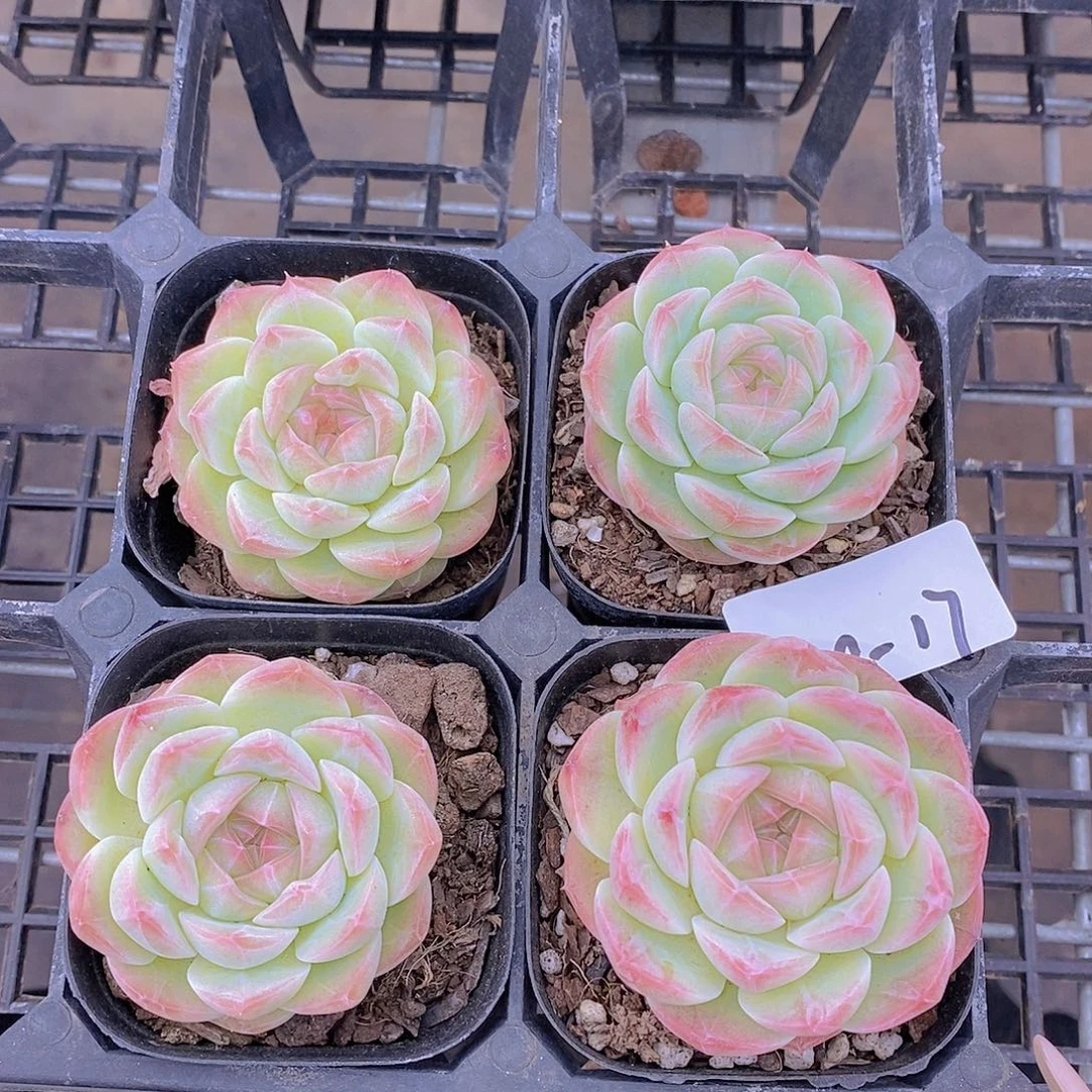 0928-17-单头渐变粉瑶池福利一颗量拍
