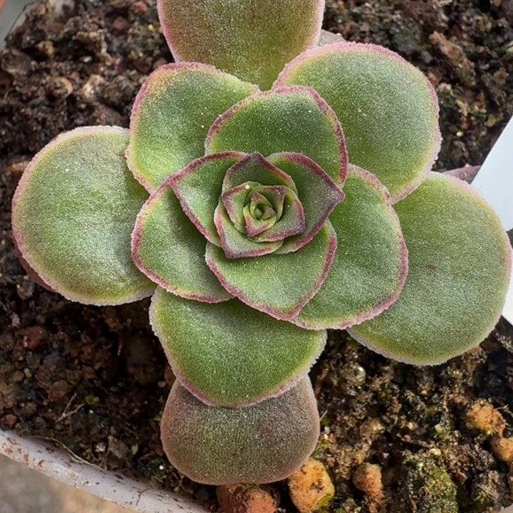 朱013。 至耀龙珠。