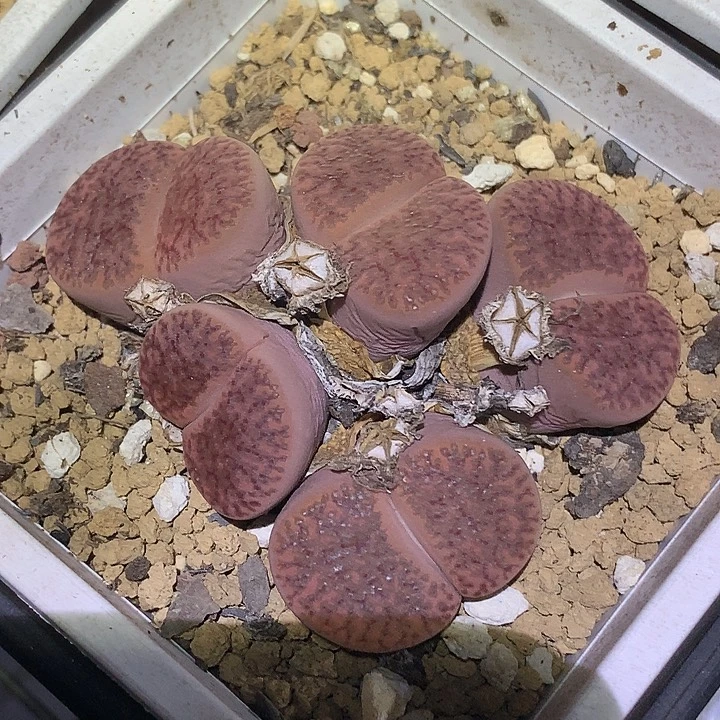 精品多肉植物精品多肉