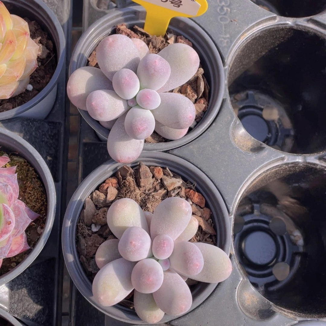 999号 米可奶单头一个