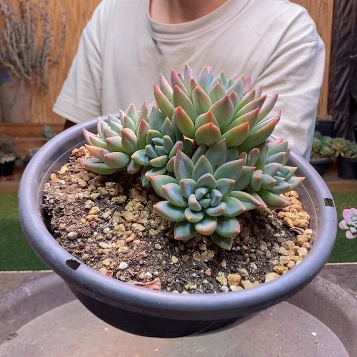 芯***熙157号红蛋多肉植物