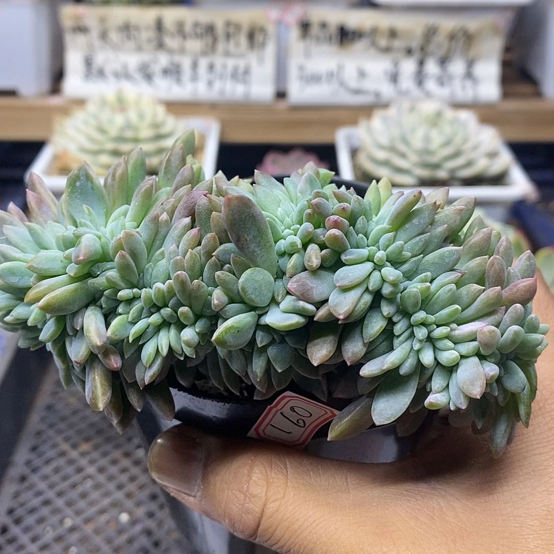 14160 冰橙缀化刚生根 需延时发货
