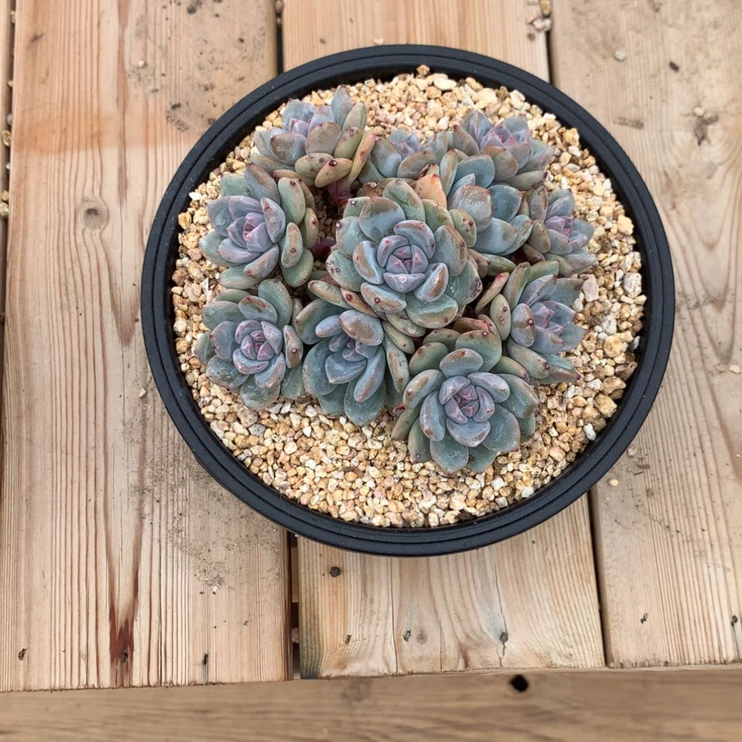 木**呀木木突尼斯寄养多肉