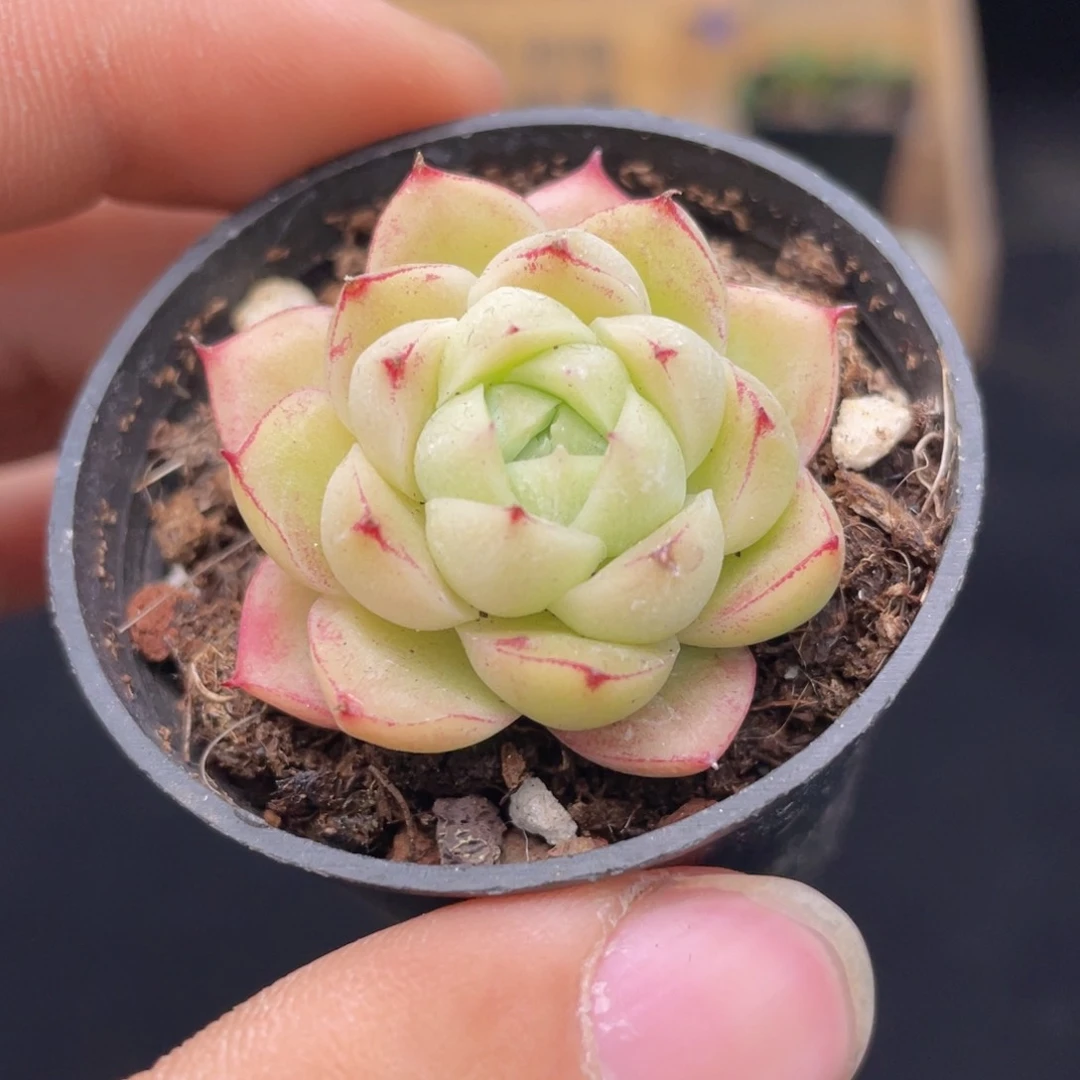 麦秆女王福利款多肉9.9包邮