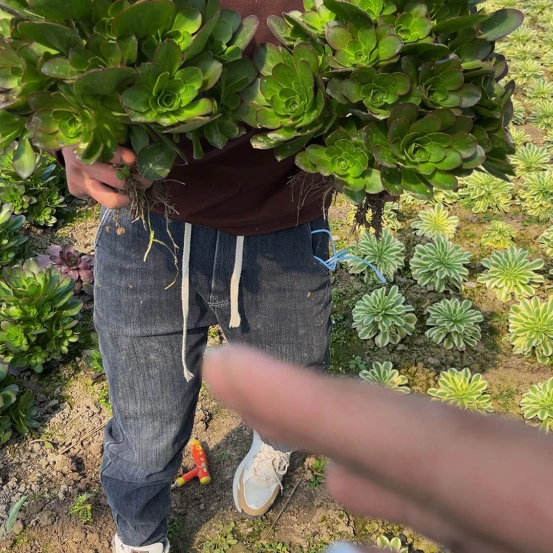 魅金多肉植物捧花的10