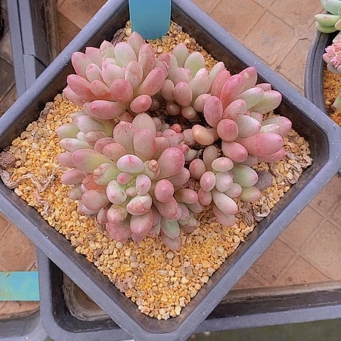 869多肉植物老桩