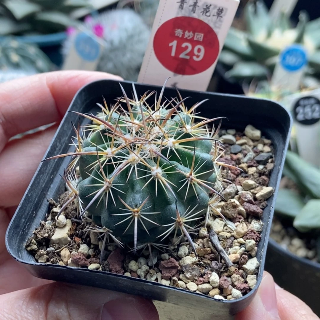 实生豪刺琥爪一颗仙人球