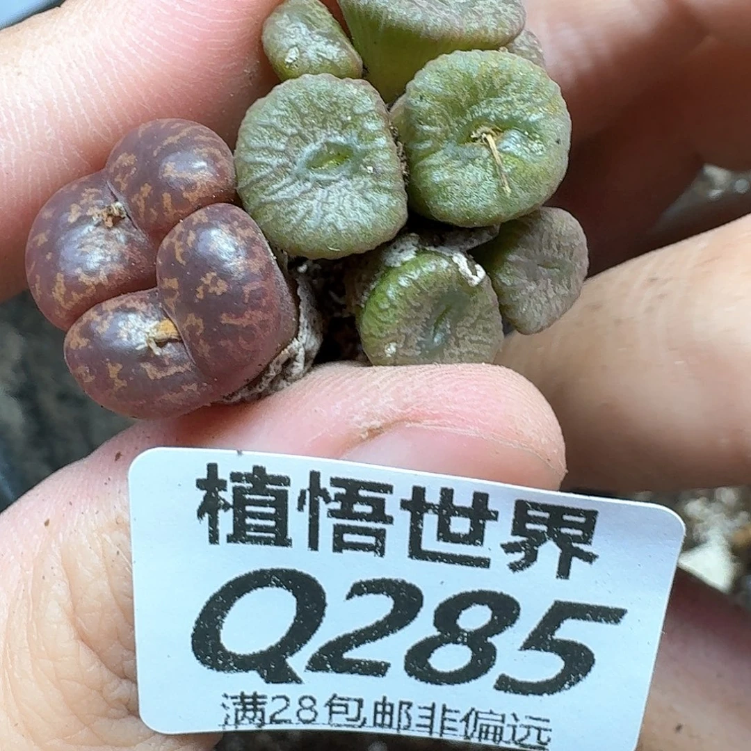 丰田植物的人的日子去