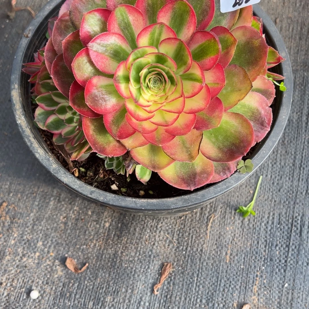 282鸿运多肉多肉多肉多肉