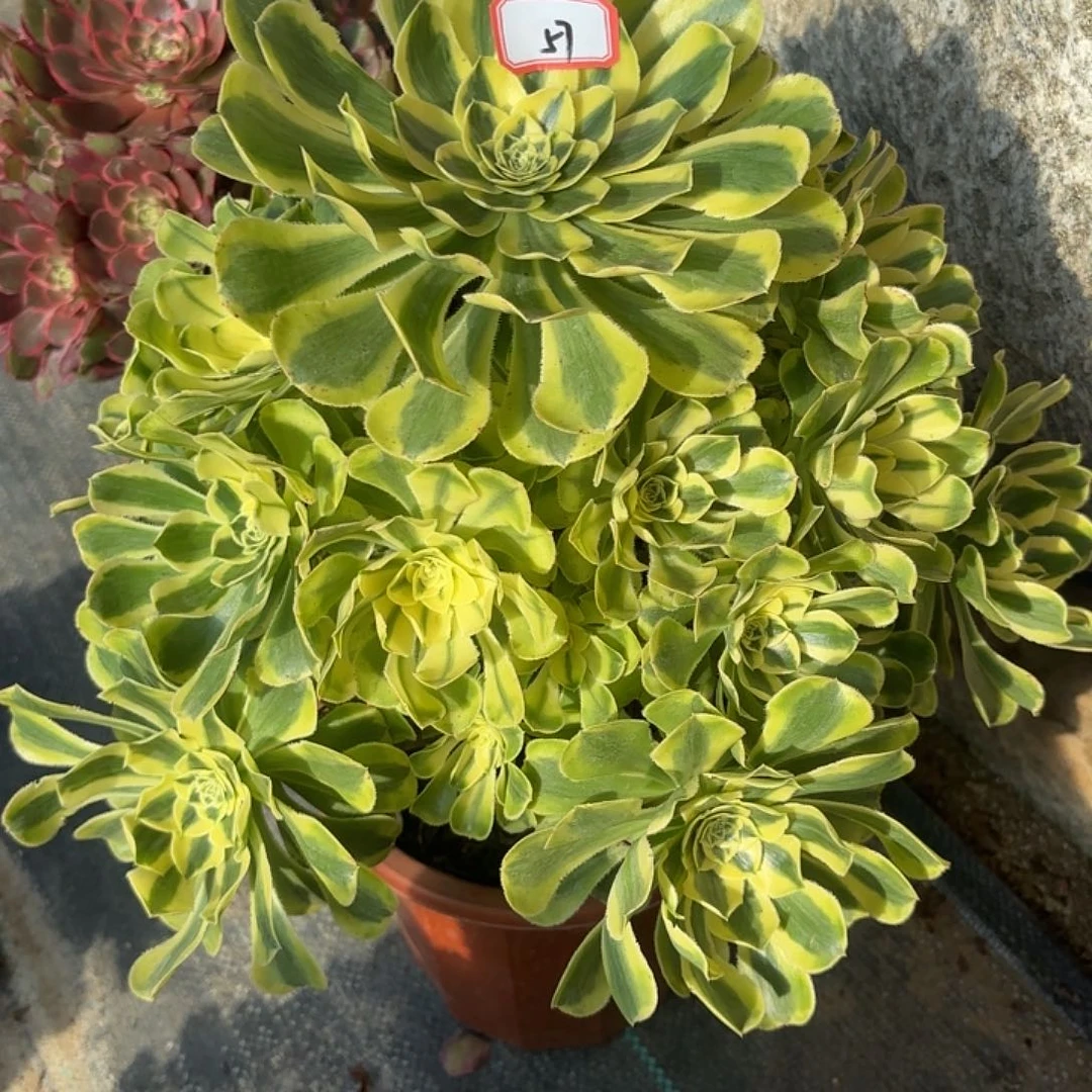 全部花朵57保时捷多肉植物
