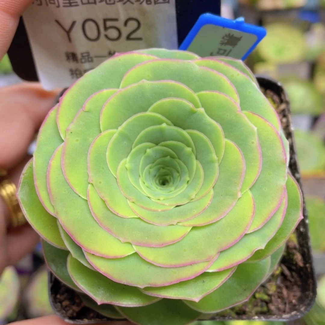 慕可玫瑰一物一拍052