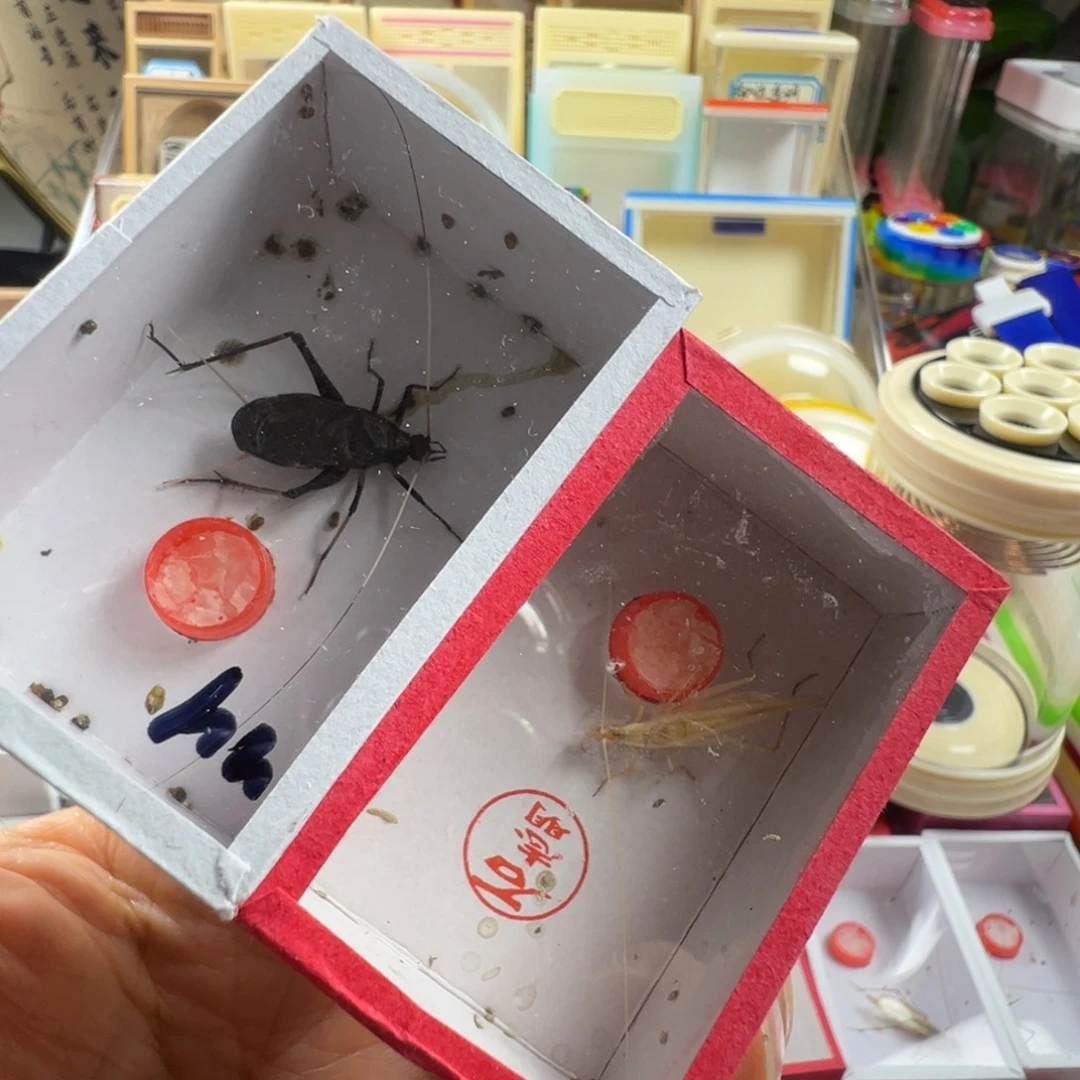 蟋蟀一只石老师杂青➕一只马蛉