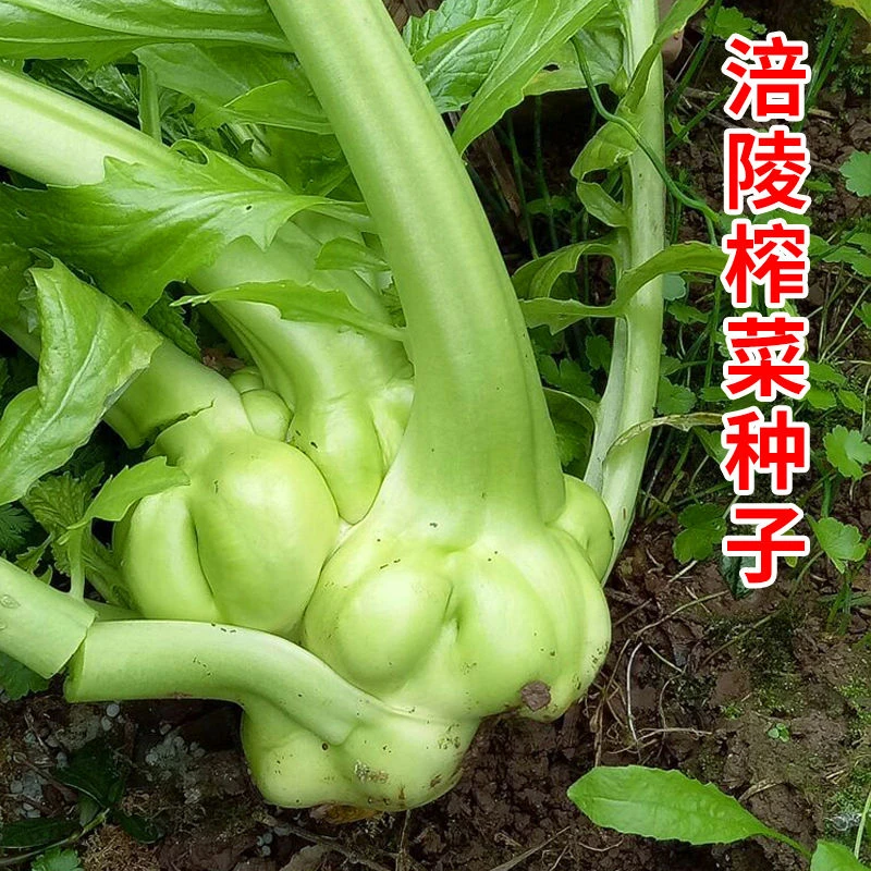 榨菜种子大头菜榨菜头芥菜种籽夏秋季蔬菜种