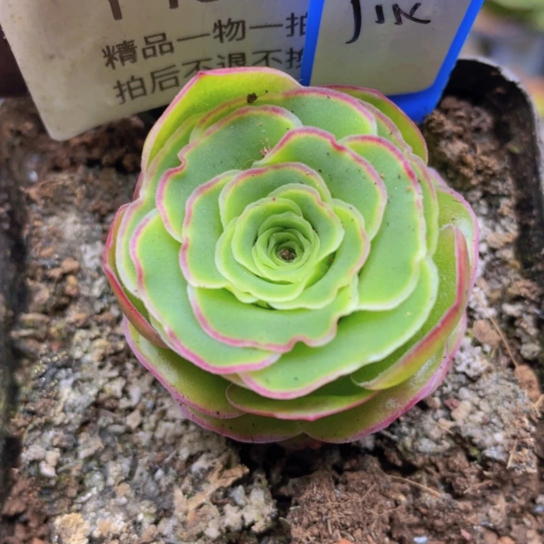 汀兰多肉199一物一拍