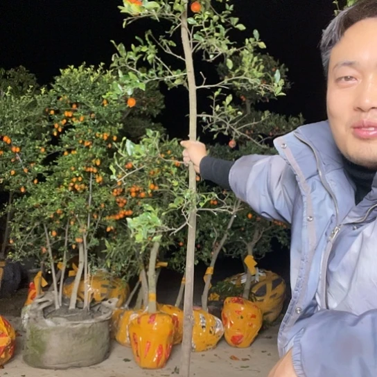 不开花植物金弹子庭院原生品种