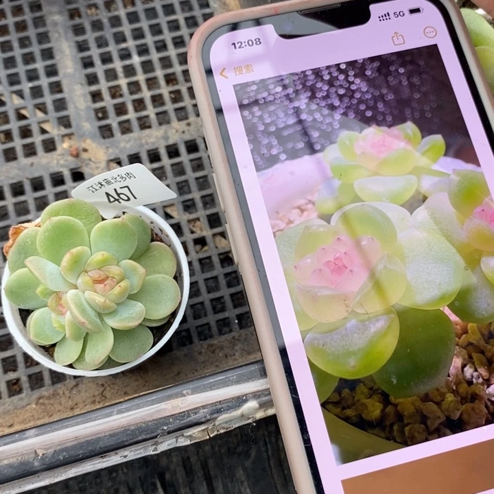 标467甜心2909一个多肉