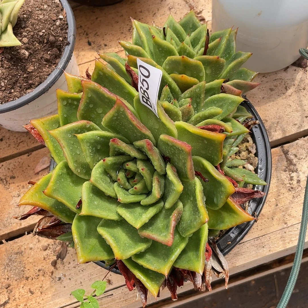 若如东云单拍B850