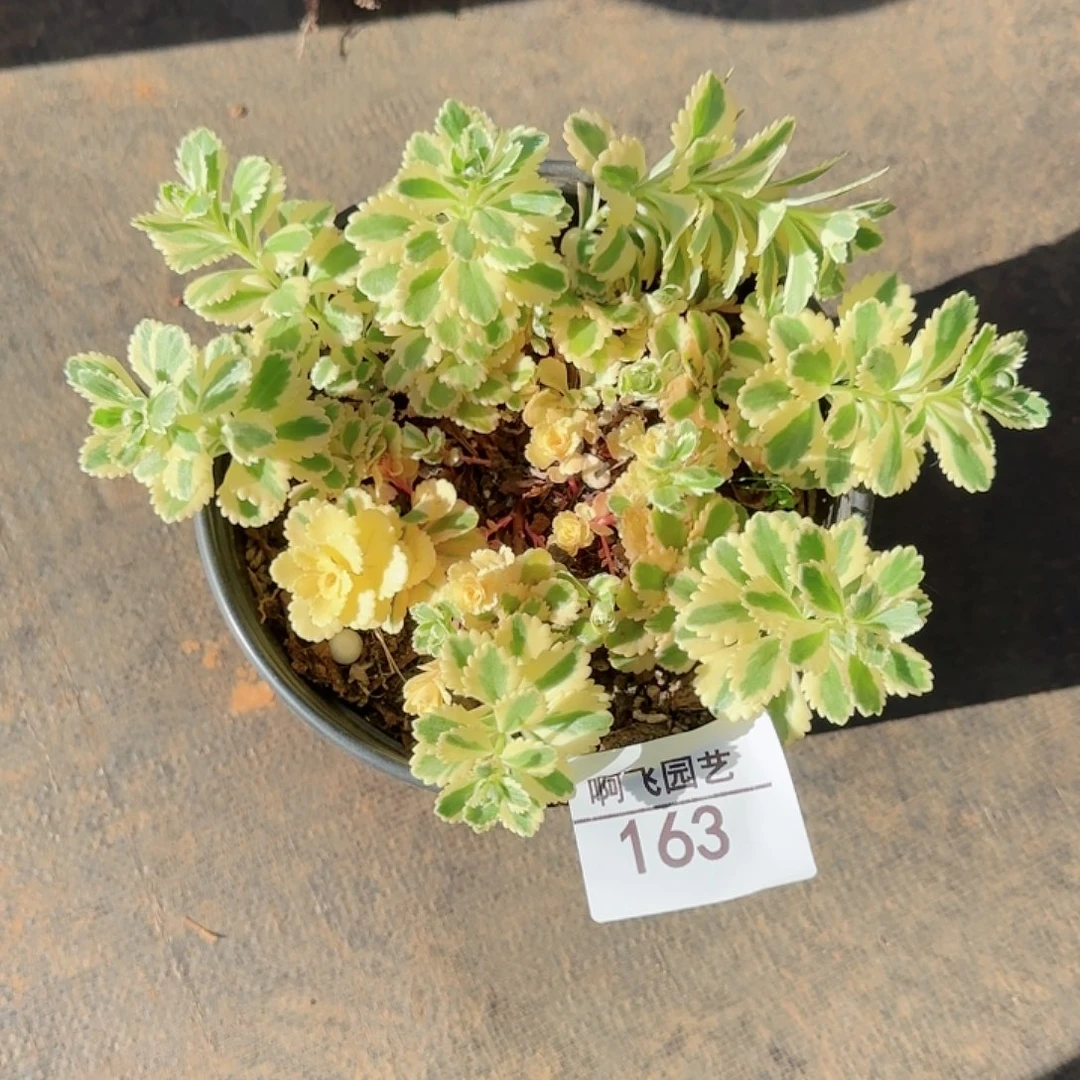 自***想163多肉 亚特兰蒂斯法师