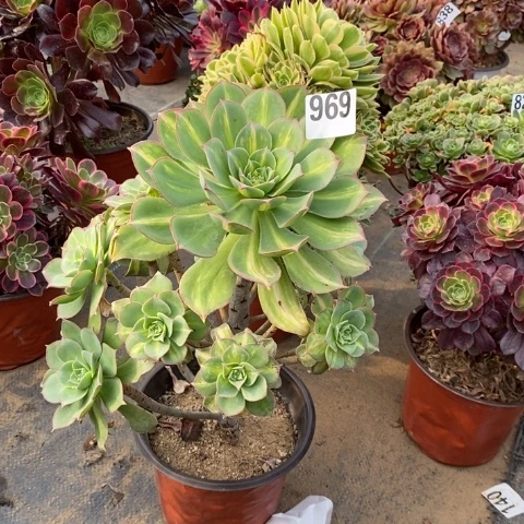 黄中班多肉植物法师不包损