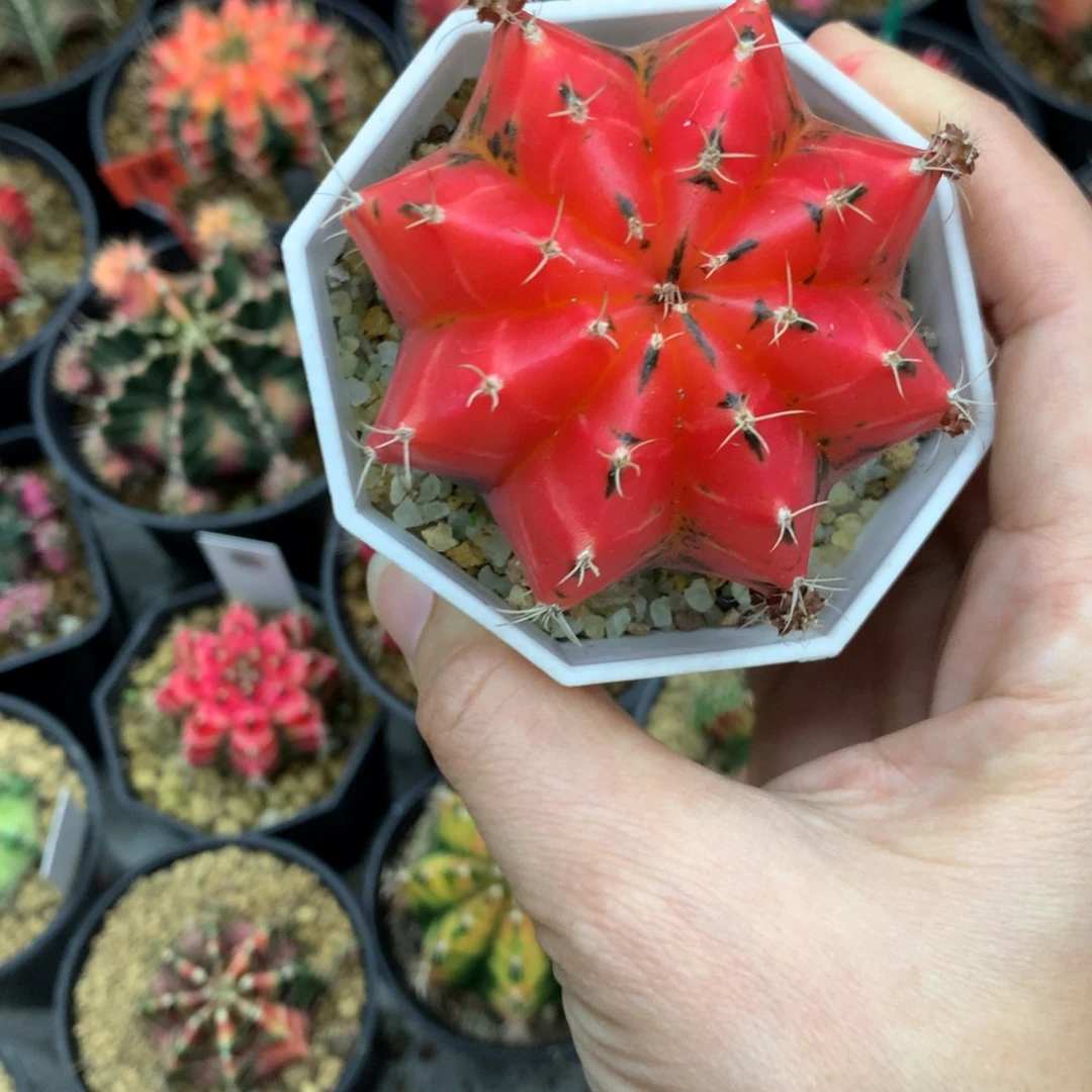 仙人球米哈牡丹锦