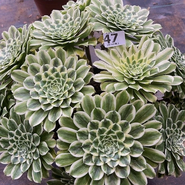 碧浪大师法师4777777