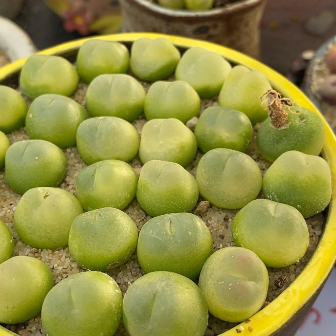 1081大年份拉登一颗
