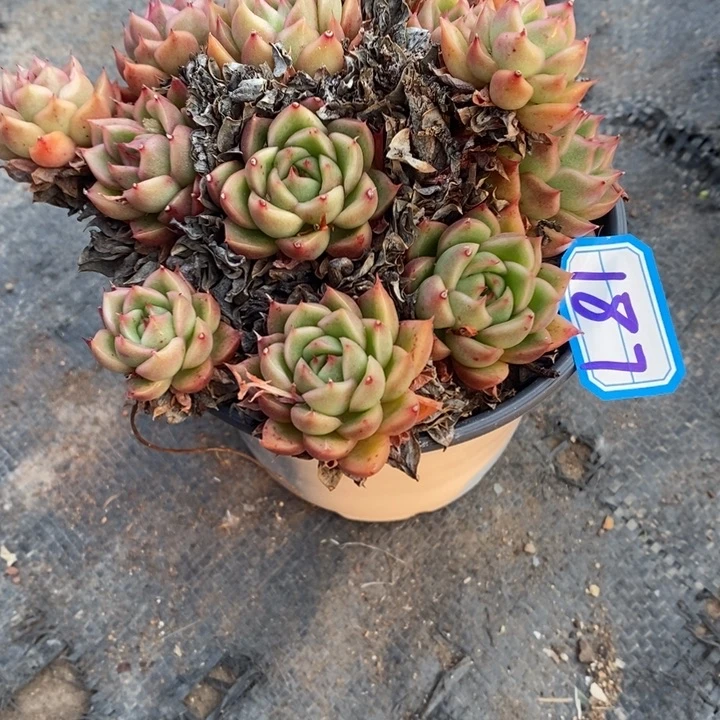 西**心一物一拍冰河世纪多肉187