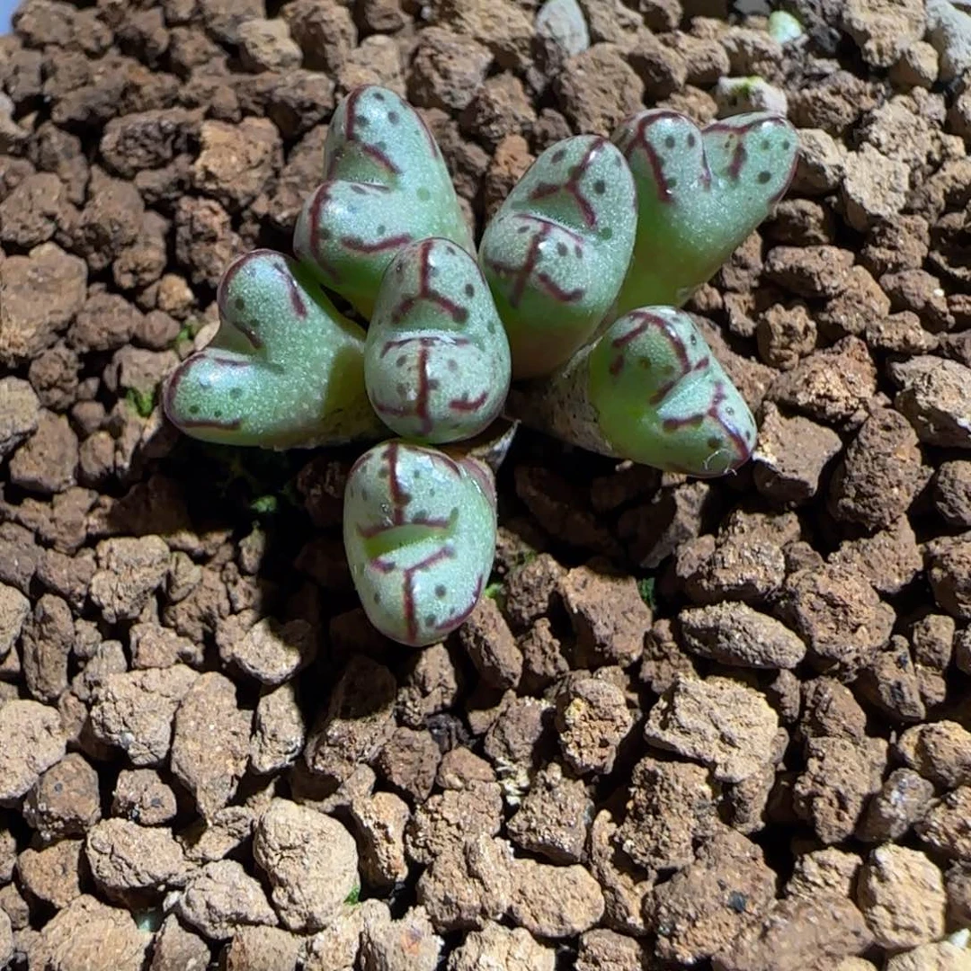 肉锥多肉植物组合-海伦利亚667