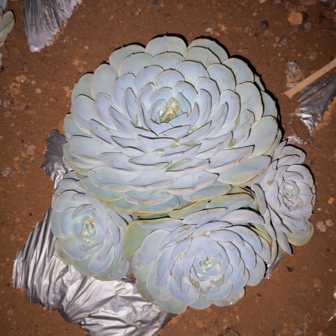 用***7菲欧娜 一颗 不包损48号