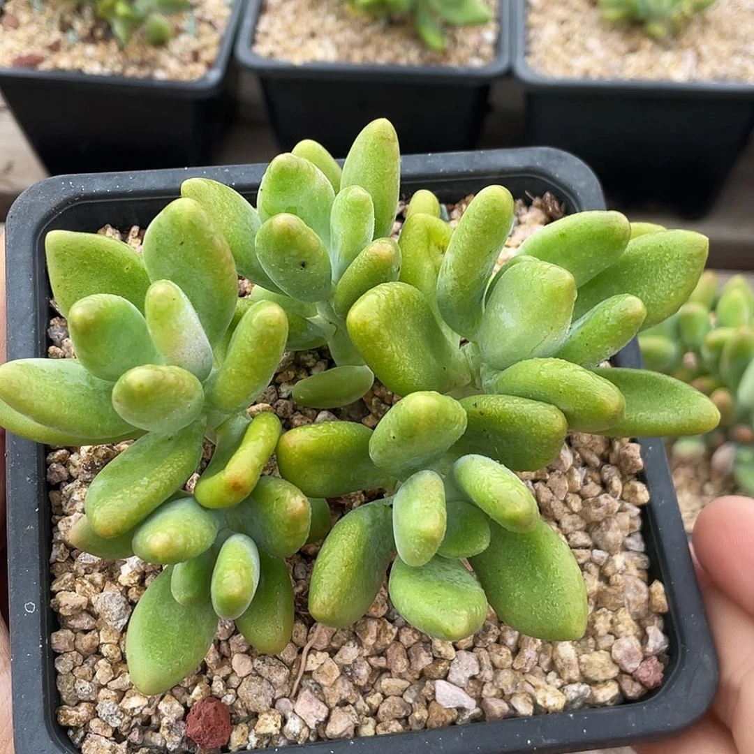 芒果奶酪朵朵缀一个106