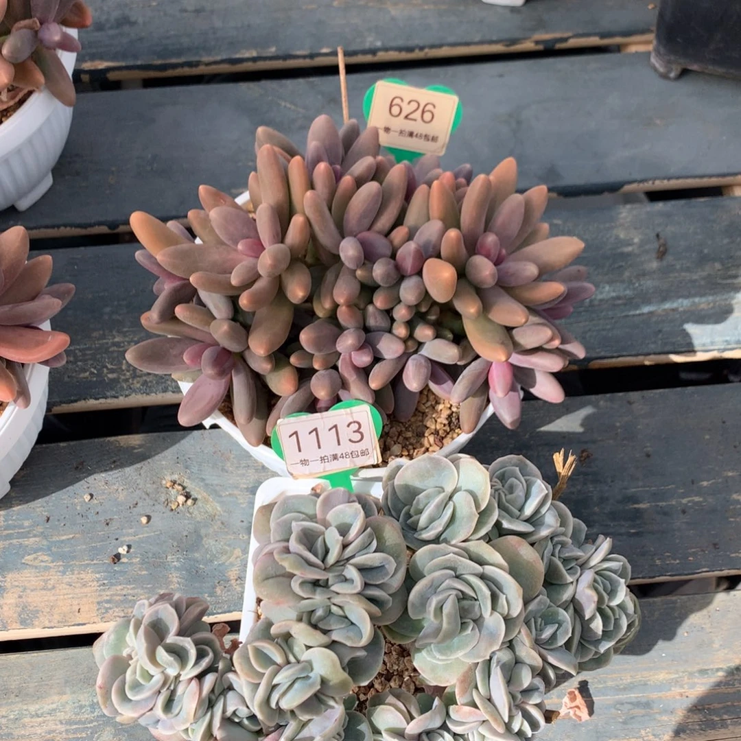 汤****可爱玫瑰113+糖果美人626