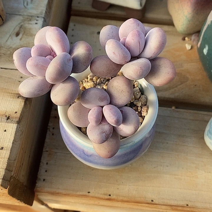 胭脂精品多肉奶酪005