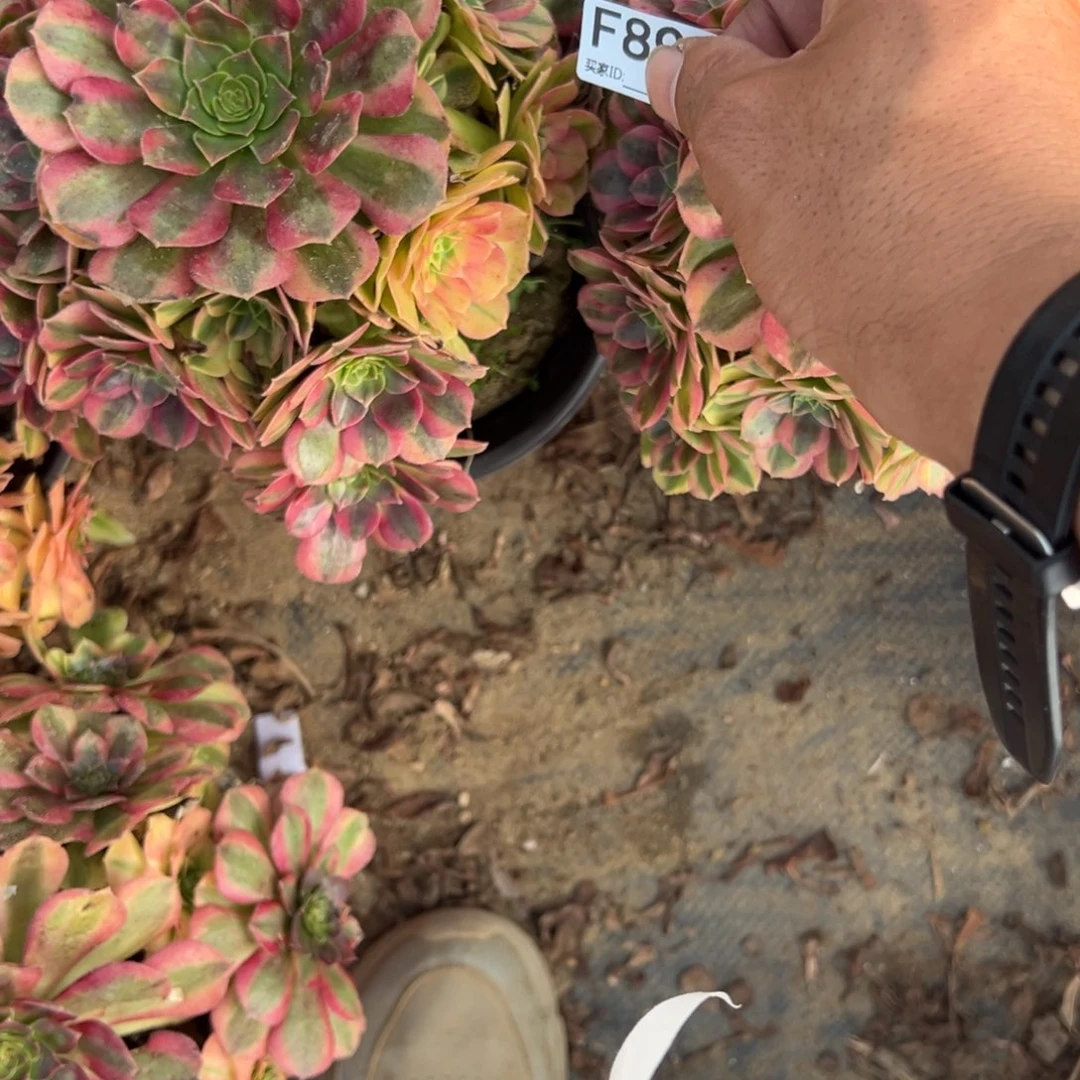 褔***星891两颗组合多肉植物