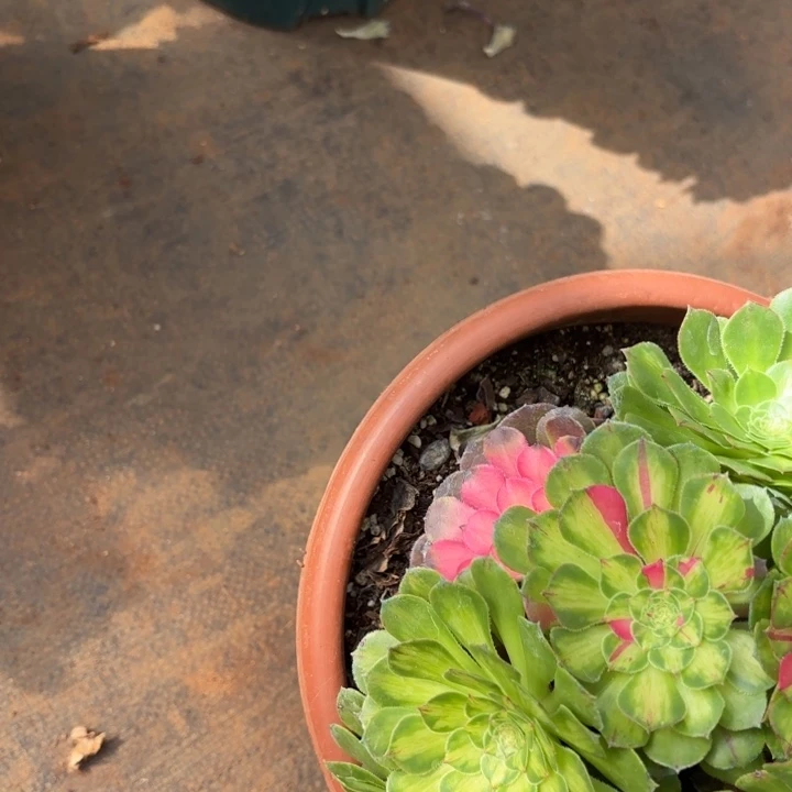 哈哈多肉葡萄福利860